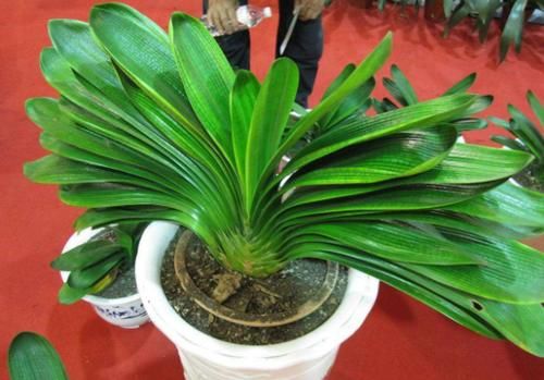 别再将经济又实用的养花宝贝“香蕉皮”当垃圾扔了