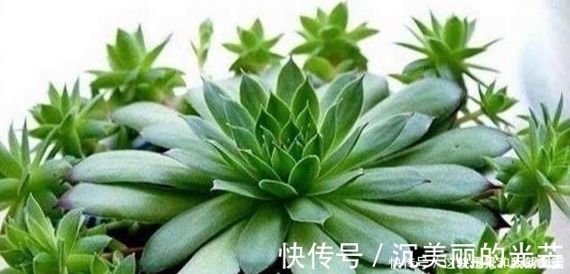 观音莲|多肉观音莲，最爱“吃大饼”，一摊一大张，一个夏天都犯愁