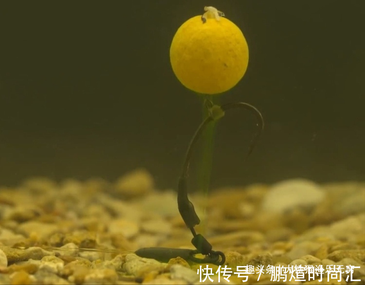 这才是玉米最牛用法，学会之后，狂拔大鲤鱼十拿九稳哦！