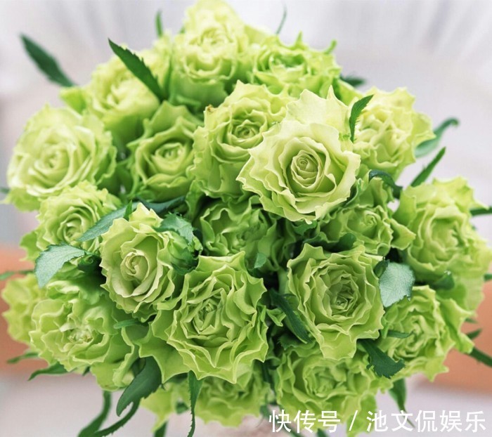 喜欢菊花，不如养盆绿玫瑰，花开碧绿如玉，寓意爱情，妩媚妖娆！