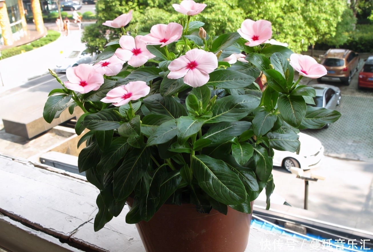 植物|3款花期长、开花就爆盆的植物,适合居家盆栽,好养又漂亮