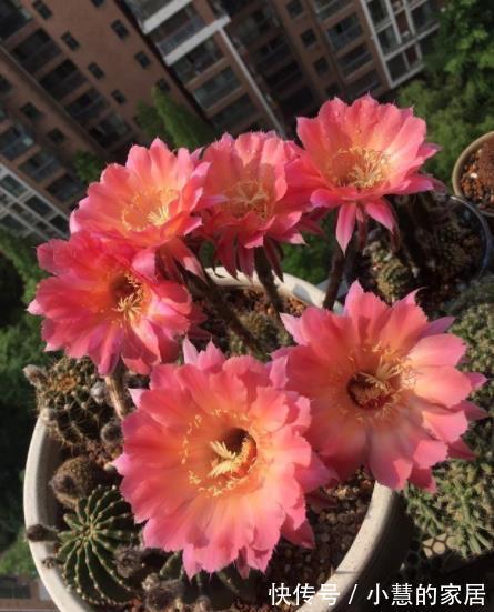 浇水|5种漂亮的耐旱花，30天不浇水照样生机勃勃，适合新手和懒人