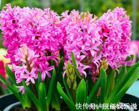 龙吐珠|阳台养这几朵花，花开不断，一盆千百朵，枝头花苞满