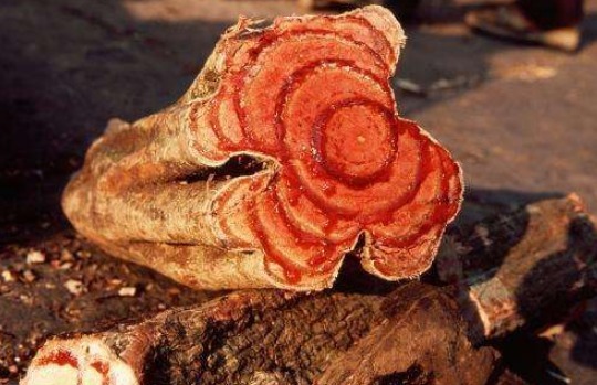 中药方|专治“腰疼”的中药方，腰不疼，腿不酸，送给天下老年人