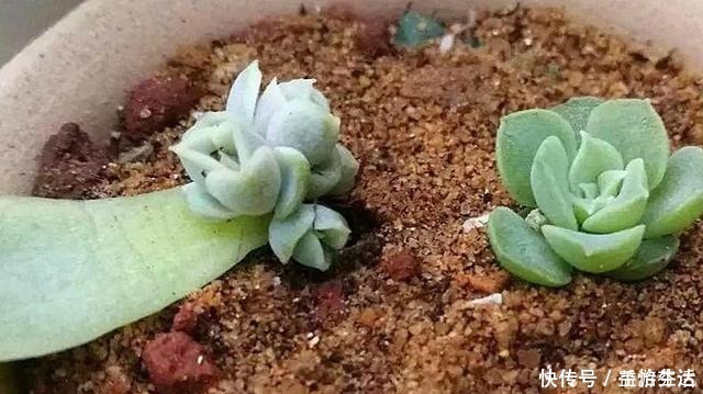 出芽率|从多肉植物上掰下来的叶片,怎样才能长成一棵多肉!