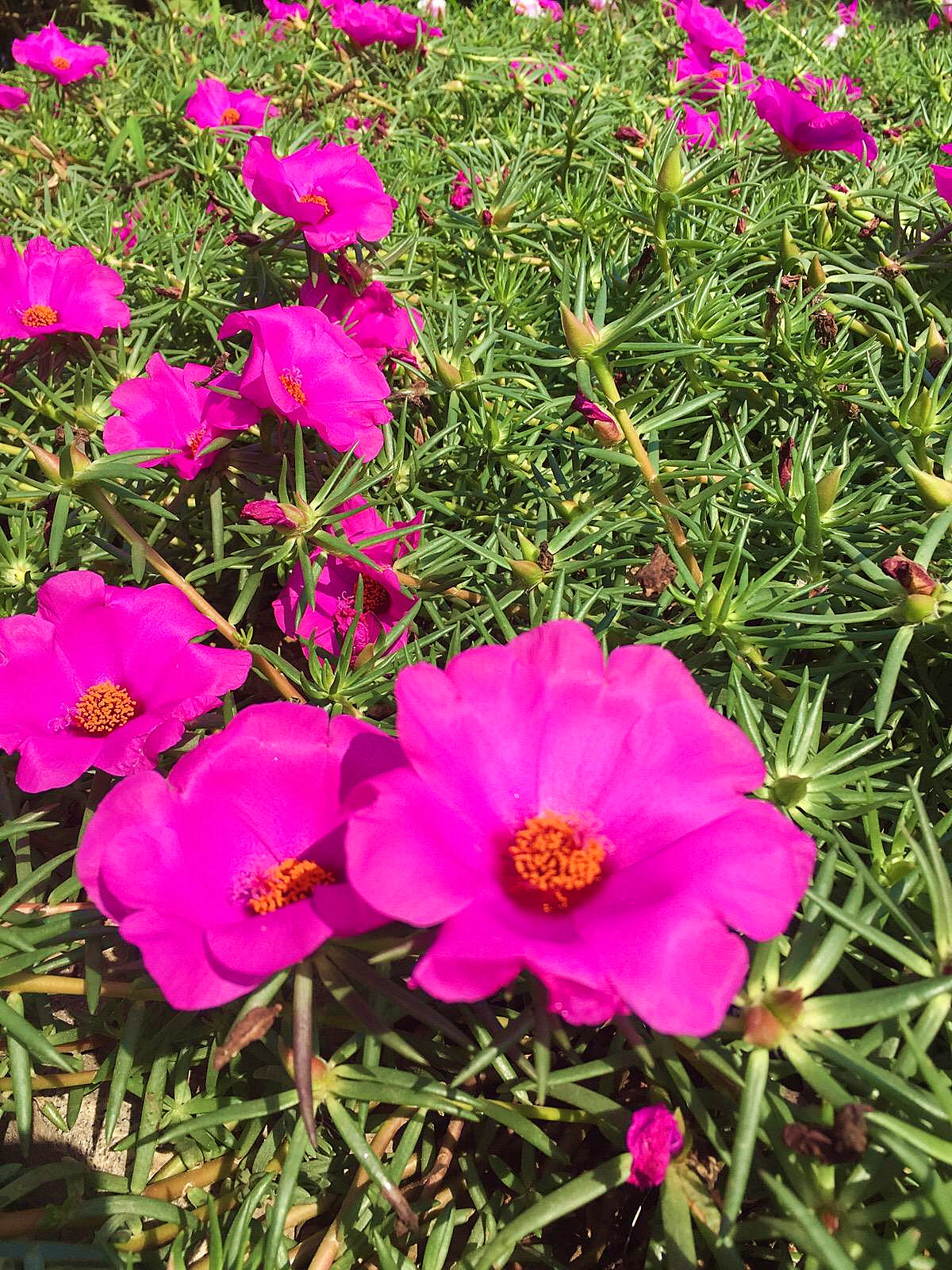 太阳花长得弱，开花少，做好4点，花开满盆，拦都拦不住