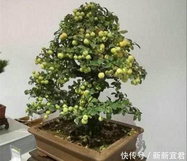 冬红果老桩也可以制作成盆景,还能结满红色诱人的红果子