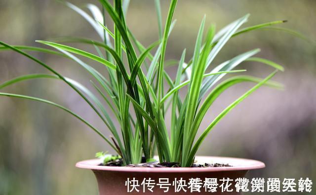 兰叶|怎么判断兰花缺少氮磷钾?学会这三招,养不好兰花都难
