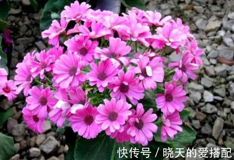 漂亮|3种漂亮花，9月喂点大补肥，新叶新芽一起长，开花一茬接一茬