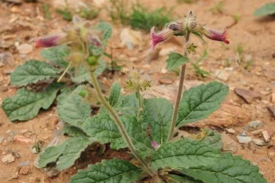 农村的野草,根酷似红薯,却对“白发”有效果,现在价值珍贵