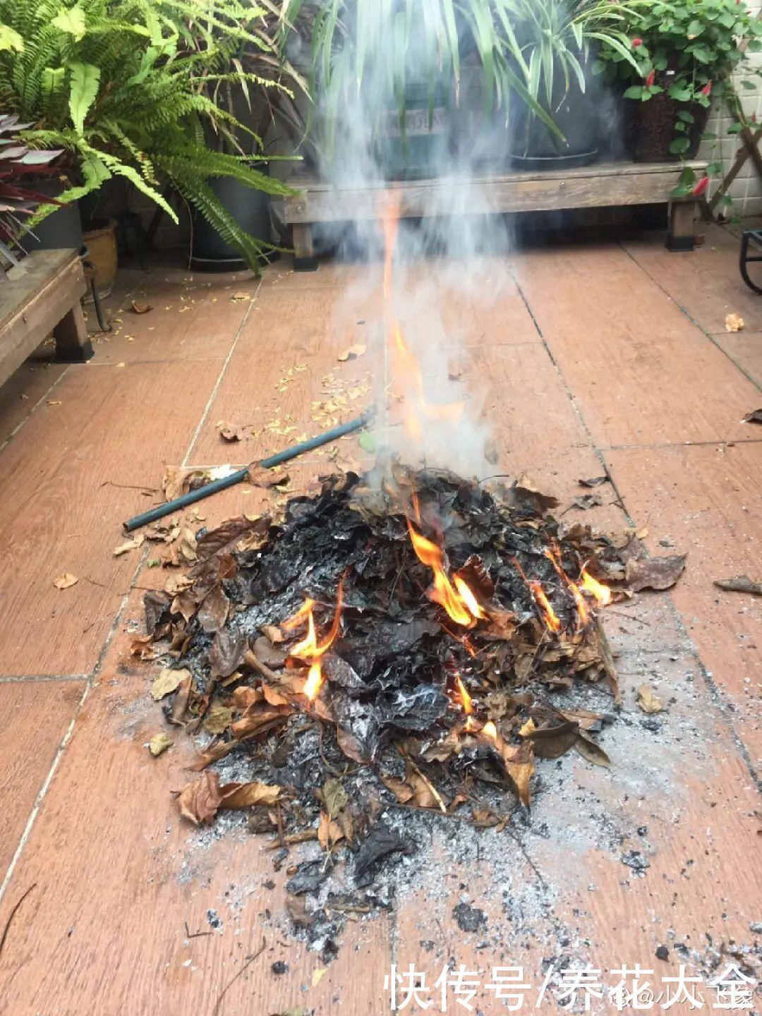 门前不栽竹,门后不留树,老祖宗传下来的养花谚语,特别准