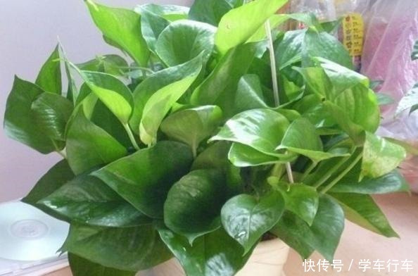 这5种花别放这些位置,放一盆死一盆,不是黄叶就是枯萎,快挪走!