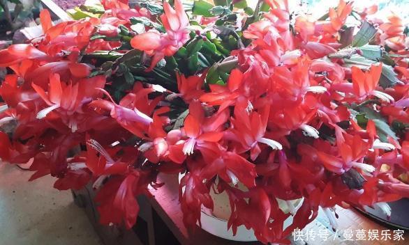 养蟹爪兰，这么浇水不仅不会死，反而开花越来越多