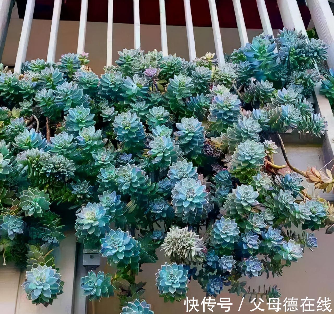 发现一户人家,大冬天阳台的“多肉”,长成了“瀑布”,太壮观了
