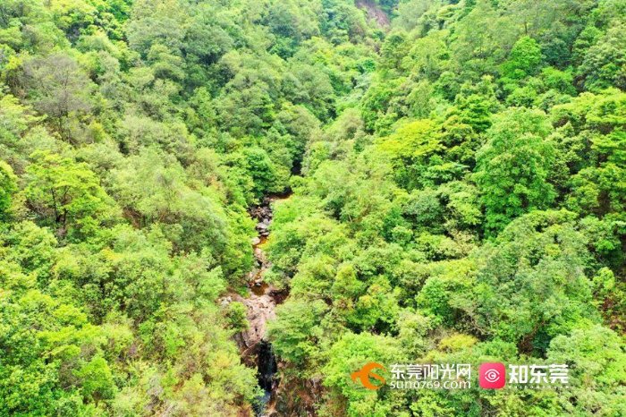 禾雀花|夏日登游银瓶山 畅享大自然“森”呼吸