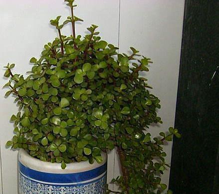 大妈养一株“象鼻”盆景,从没人要变“万元级”,才花3个月