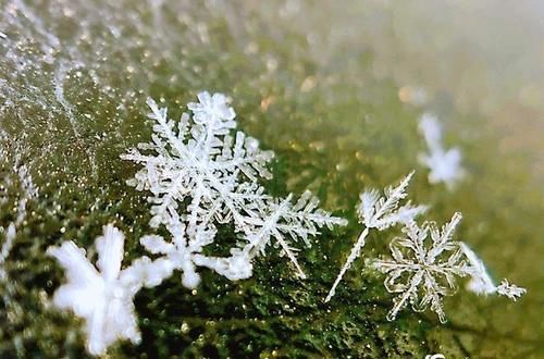 微距看北京雪花 晶莹剔透如艺术品