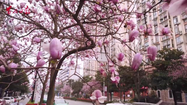 赶紧收藏！黄石最新赏花地图来了～