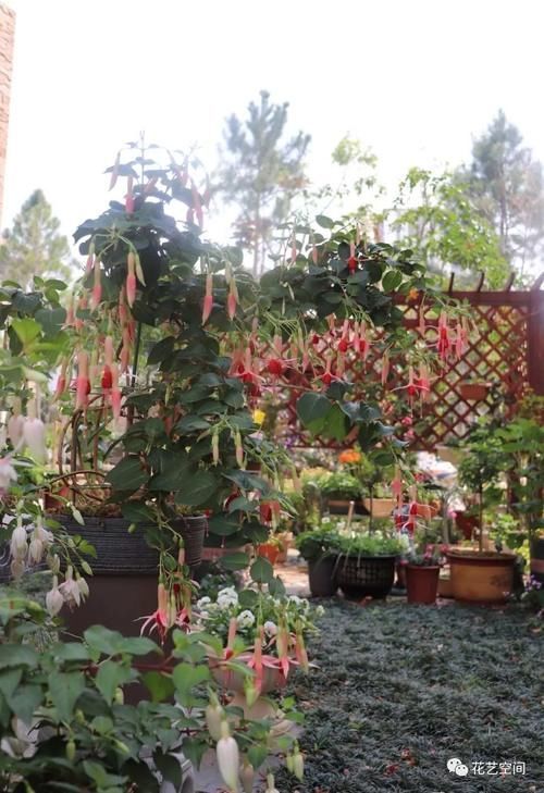 光照|“最累”的8种花,花开连续几个月,一次开花几百朵!