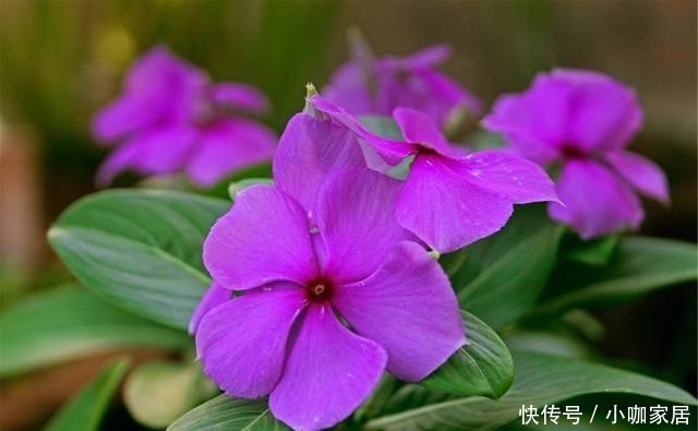 门前|适合门前种植的8种花卉,你喜欢哪种?