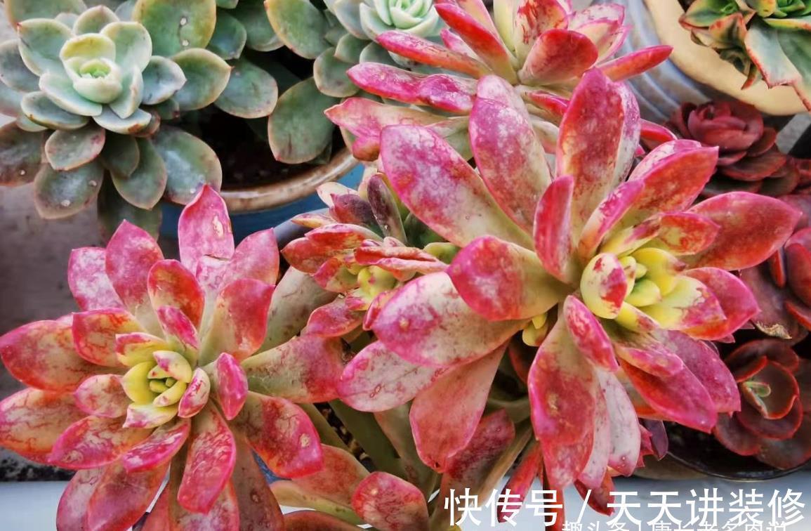 懂得|养多肉并非一定要用专用土,只要懂得配土我们自己DIY也是可以的