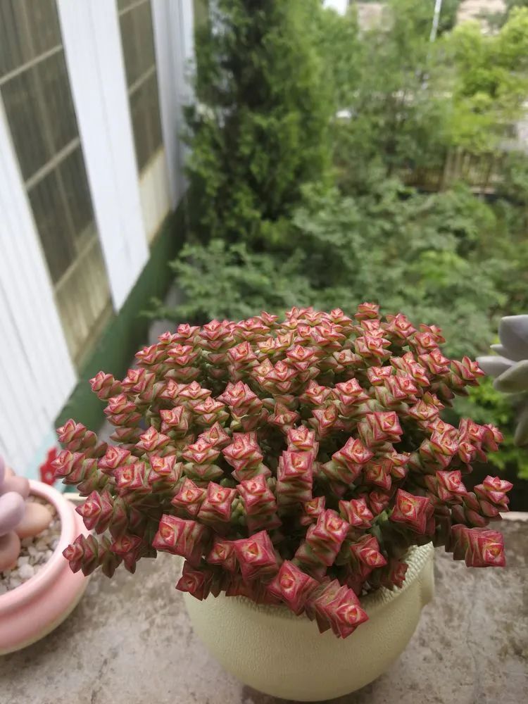 养多肉两年，200多盆养死的不到10盆，记录点点滴滴！