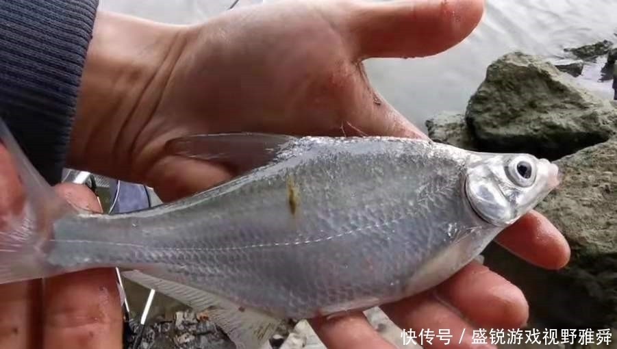 竿子|怪不得鳊鱼比鲫鱼好钓,换用这3招,一根竿子都钓不过来