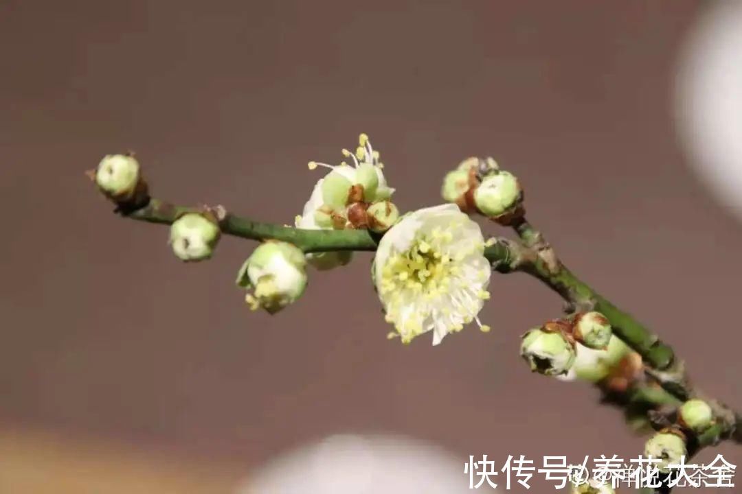 绣球|10种花不怕冷,先别搬进屋,放外面冻一冻,开花更旺