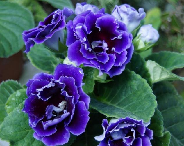 春养“一种”大岩桐，美过“牡丹”，给水就呼呼长，没光也开花