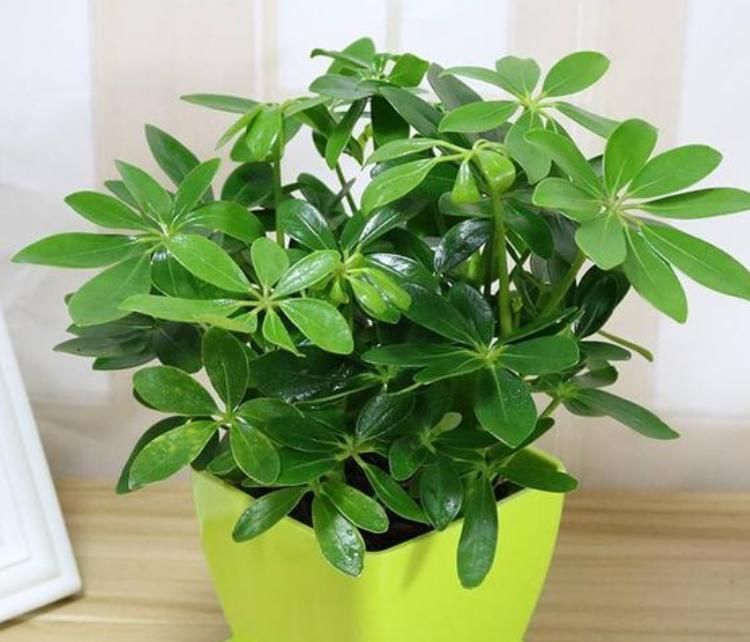 吸毒草|家里就养3种花，耐旱又耐晒，财运爆发，事业风生水起！