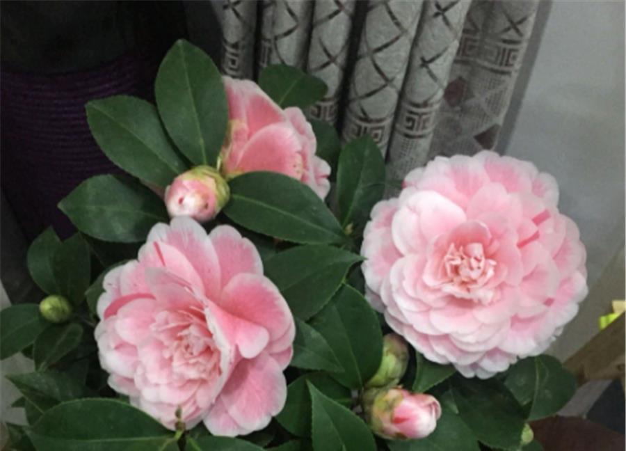 花苞|夏天养茶花,3个错误不能犯,难怪新叶发黄花苞少