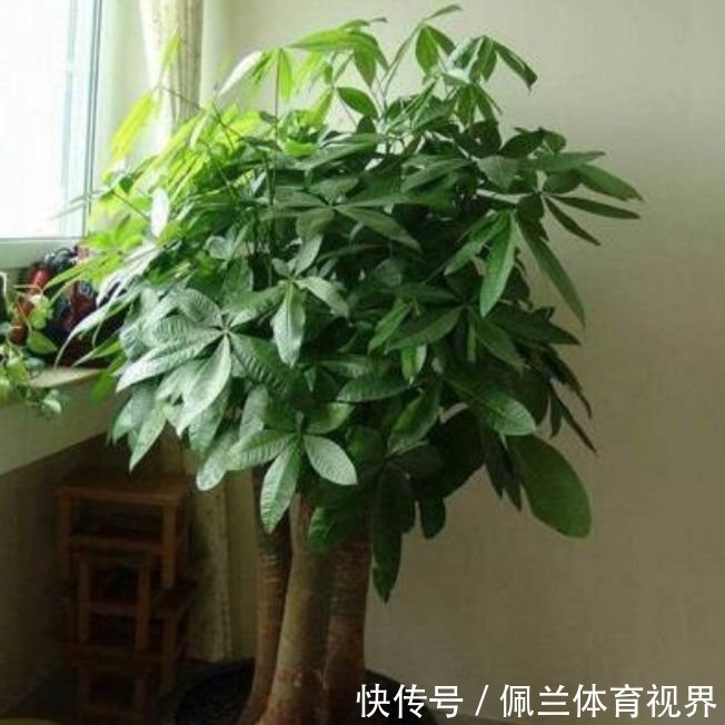 家里就养3种花，高端大气又旺财，2021年鸿运当头，福运迎门！