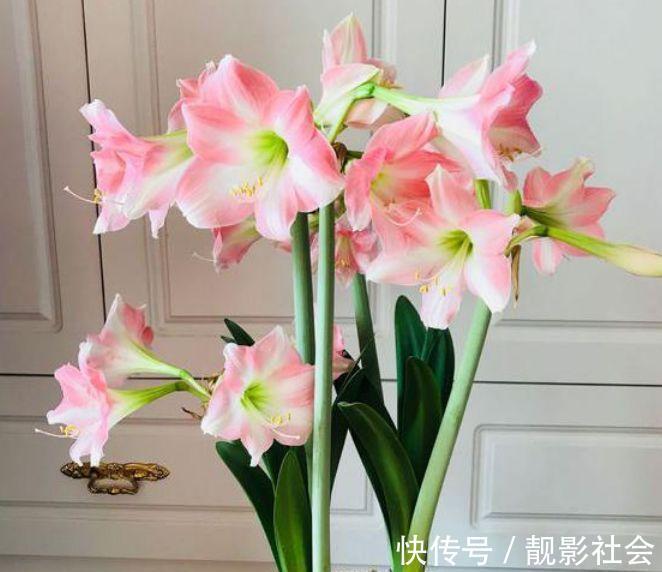 朱顶红种球|4种花被称为开花劳模,365天开花不断,每天都有花赏