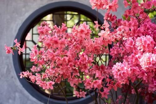 分四季管理杜鹃花，轻松打败养花“活不过三季”之说！