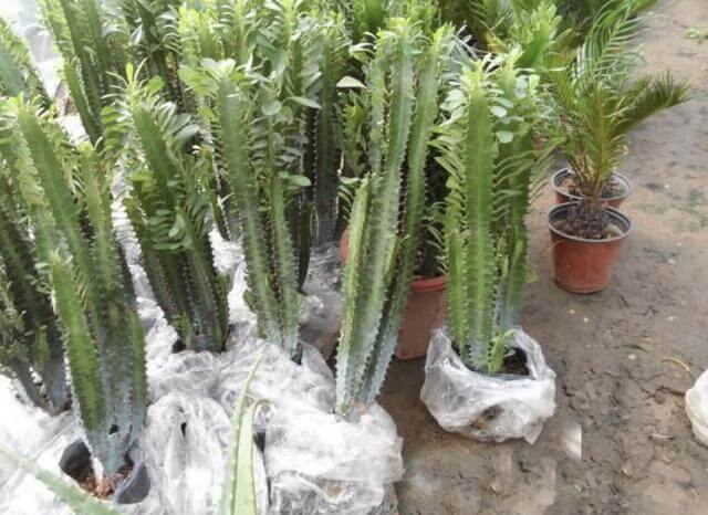 3种室内植物,看起来“太丑”,殊不知有作用,摆家里“吸甲醛”