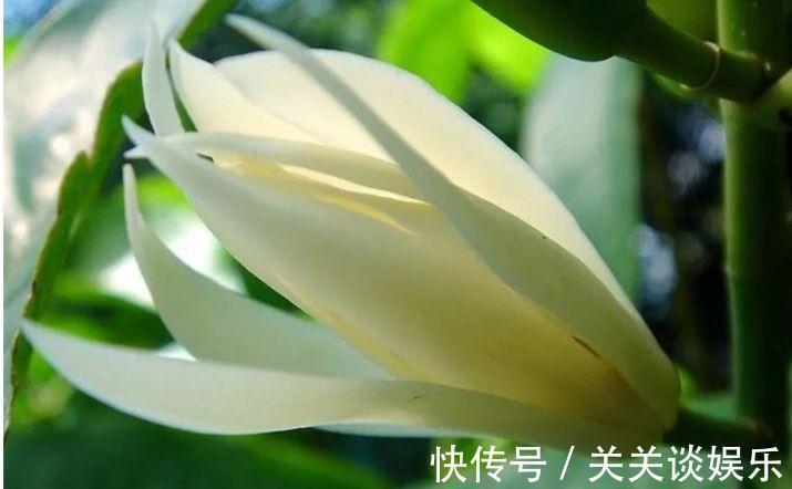 此花超漂亮，沾土就活，看了就让人沉醉，年年开花不断，美！