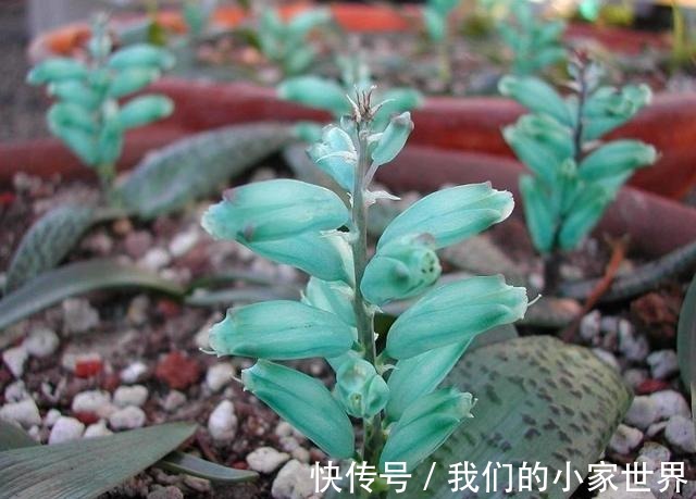 很小众的绿松石立金花，花朵如一串串绿色宝石，好养好看又不贵！