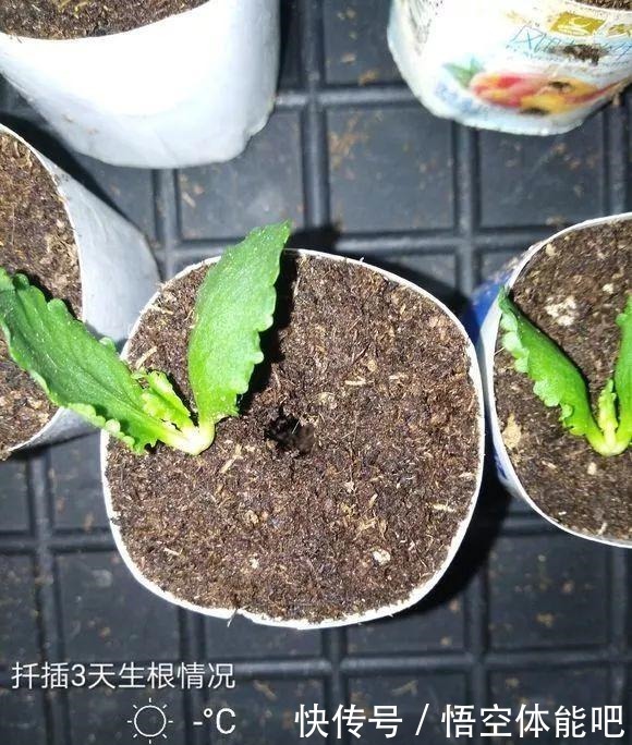 长寿花扦插8大步骤,一盆变十盆,超轻松!长寿花扦插8大步骤,一盆变十盆,超轻松!