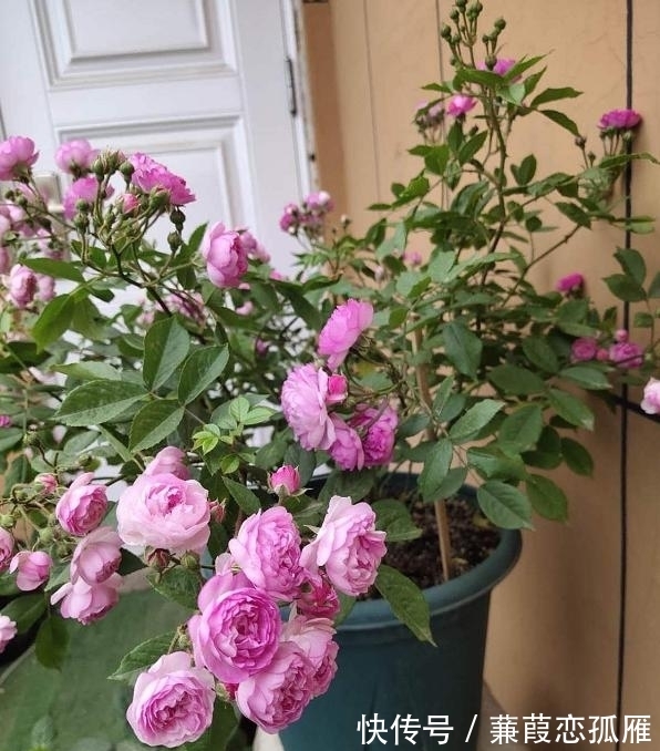 月季入冬不耐冻,不妨“虐”着养,催出新苞冒侧芽,绽放层叠群花