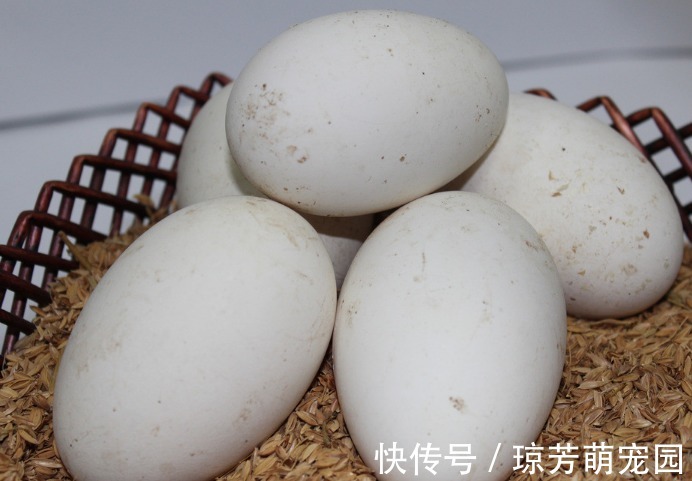 玉笋|在有孕阶段,有5种食物孕妈常吃可以清除体内毒素,有益宝宝发育