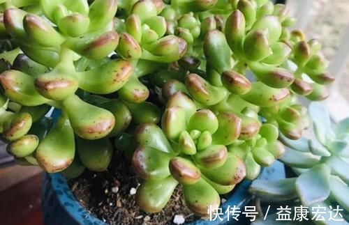 养多肉植物,做到此3点,叶子圆润如珍珠,色似糖果五颜六色
