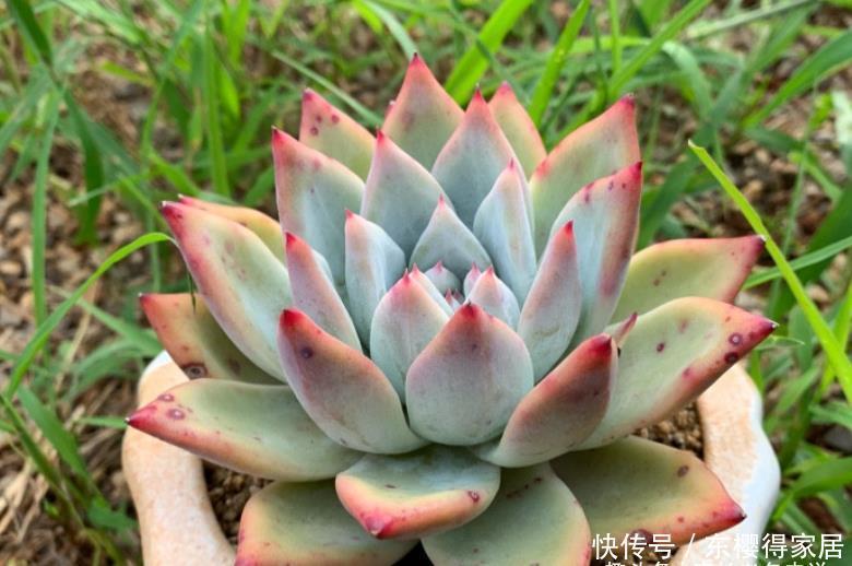 阳台|阳台养多肉容易徒长?新手朋友不妨试试这些品种,相信你不会失望