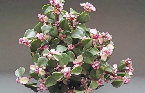 养花试试这几款，寓意吉祥，还能净化空气，提高空气质量