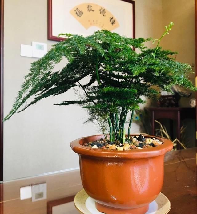 4种花被人们称为“穷命花”,不能住“大房子”,挤挤反而易爆盆