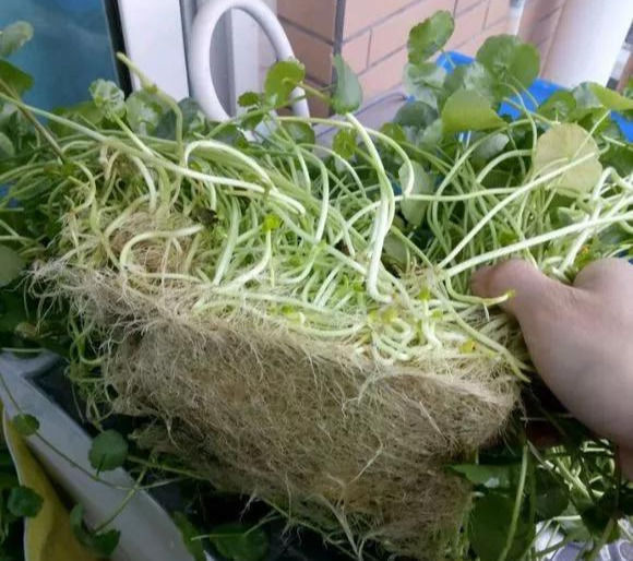 铜钱草养在这个地方,一周就爆盆,叶子能长成巴掌这么大