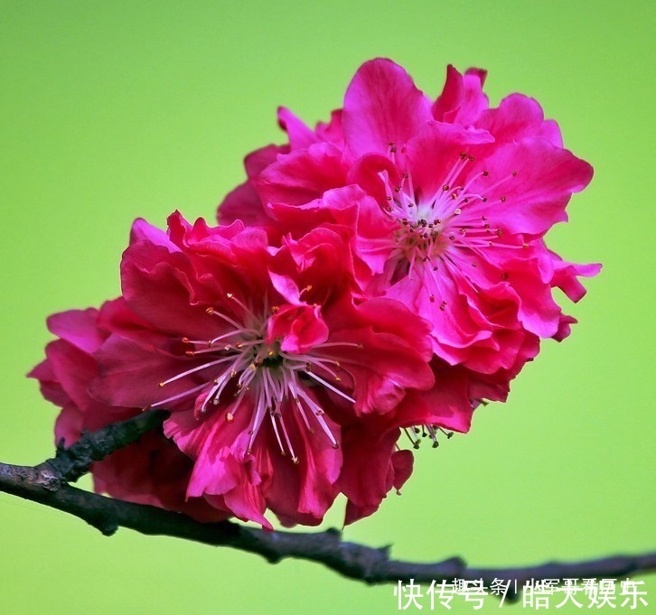 此花是桃花中的极品，树姿优美花姿迷人，具有消除仇恨的意思