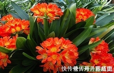 小苗|家里养君子兰,出现3个特征,基本和开花无缘,别忽视!