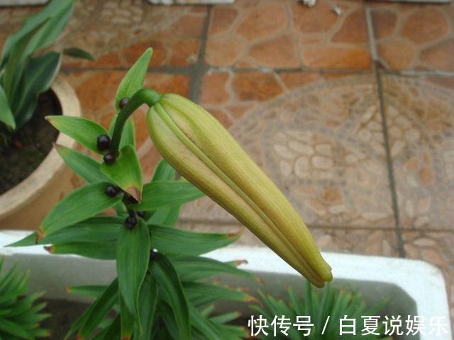 小孩|家里有小孩,那这6种花千万别买!养了后悔都来不及!