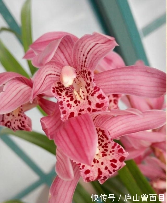 女士养兰花，首选“红满天”，花色艳丽，兰香四溢，长期有花赏！