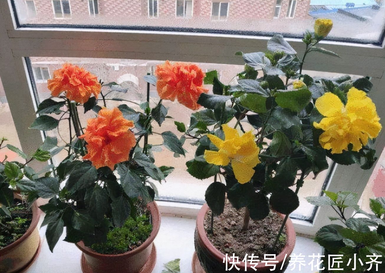 浇水|冬季养花忌“乱浇水”，不注意“细节”，分分钟出问题